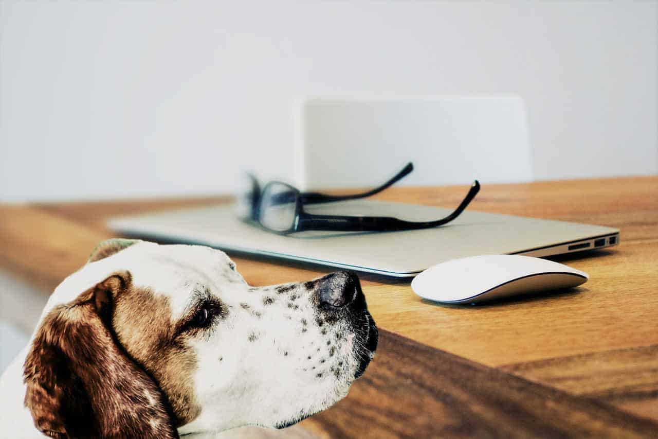 How to Design a Dog Friendly Office — And Why